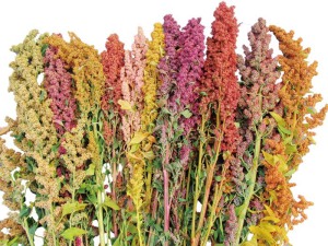 Sinuote Supply Pure Natural Quinoa Seed Extract